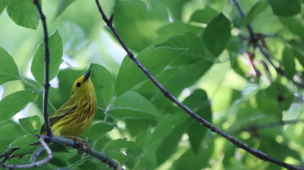 Northern Yellow Warbler - ML637971424