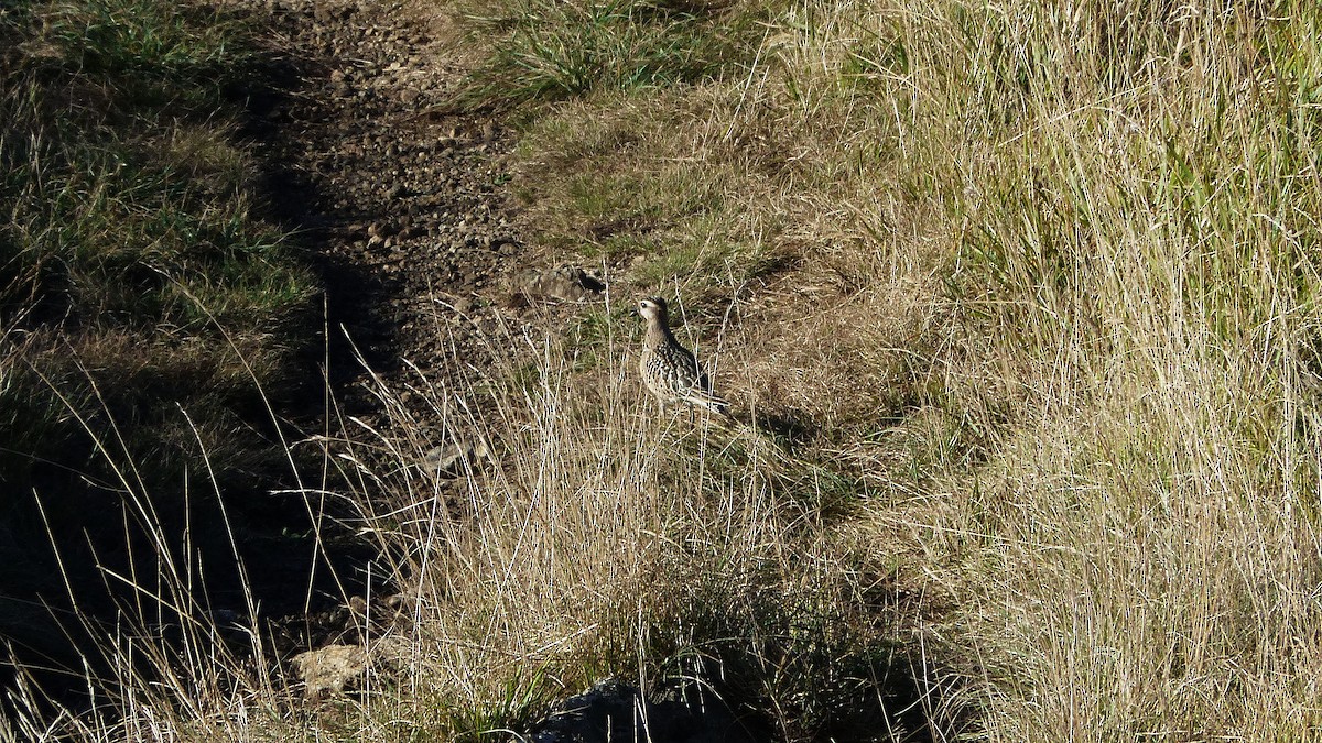Eurasian Dotterel - ML637971426
