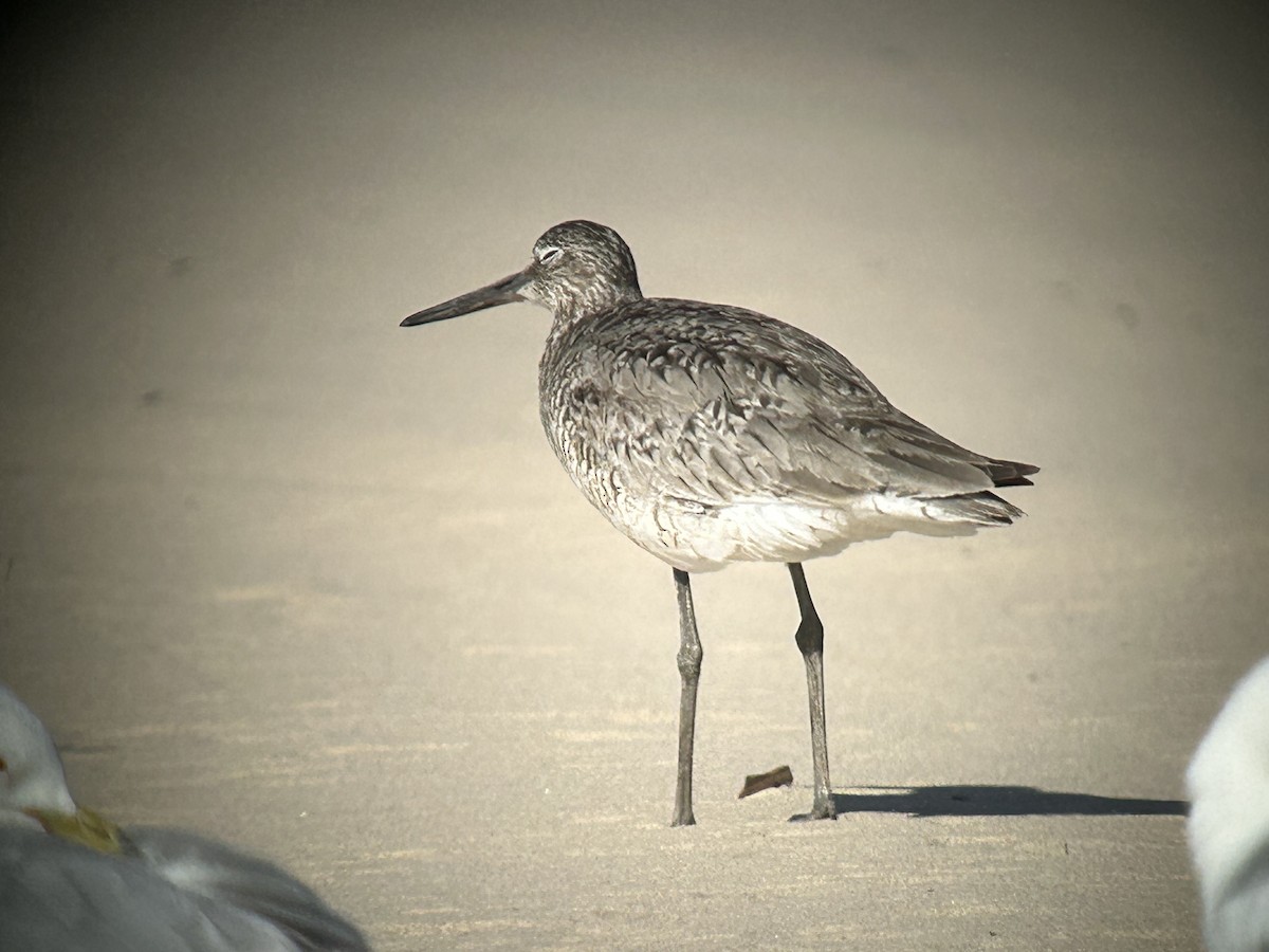 Willet - ML637971428