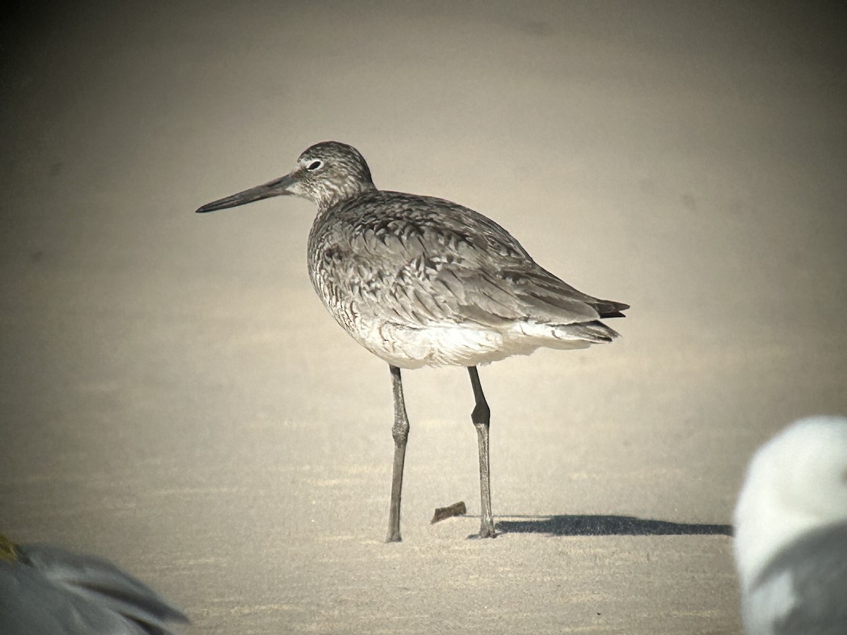Willet - ML637971430