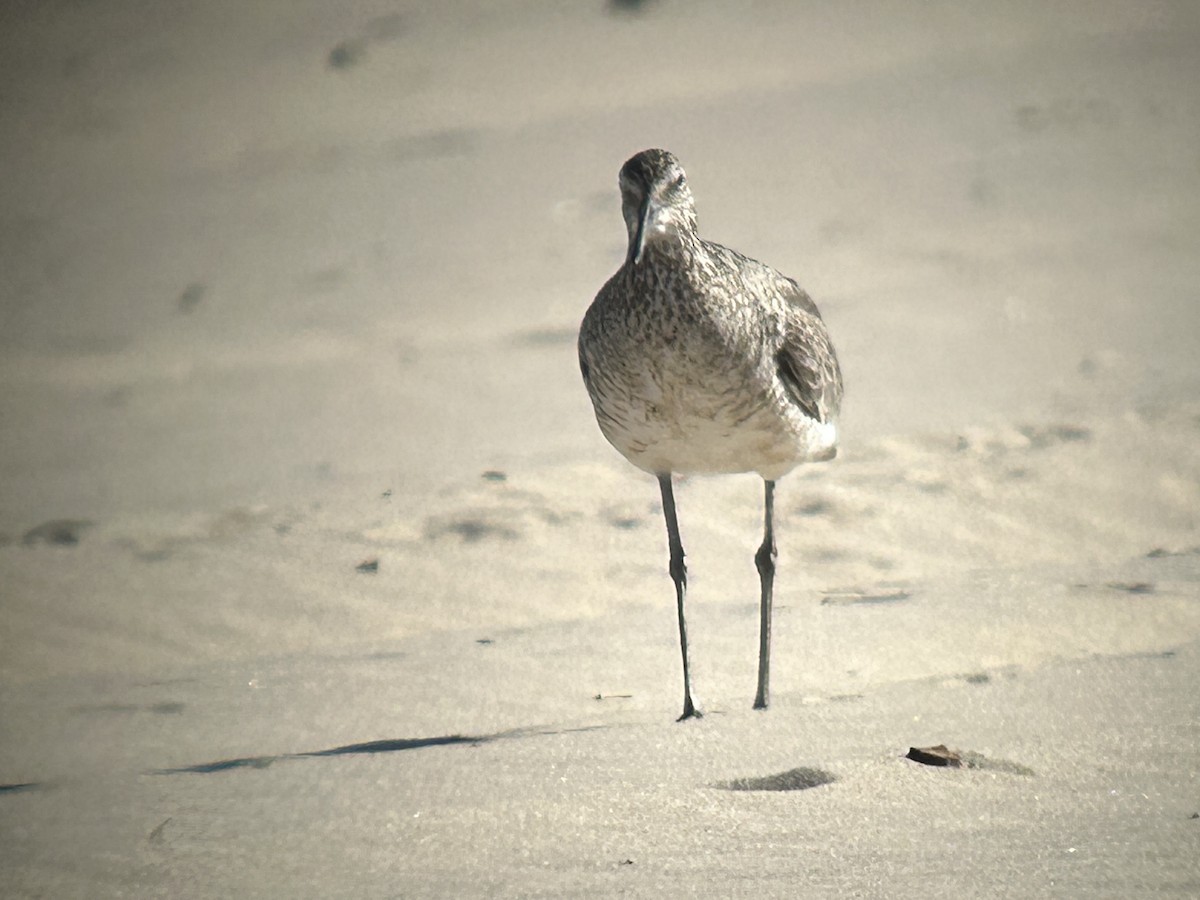 Willet - ML637971431