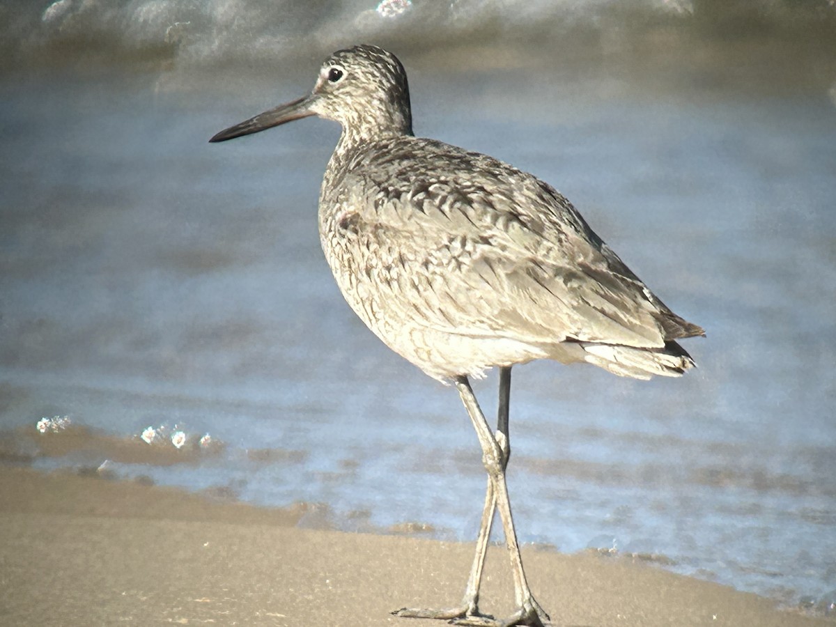 Willet - ML637971432