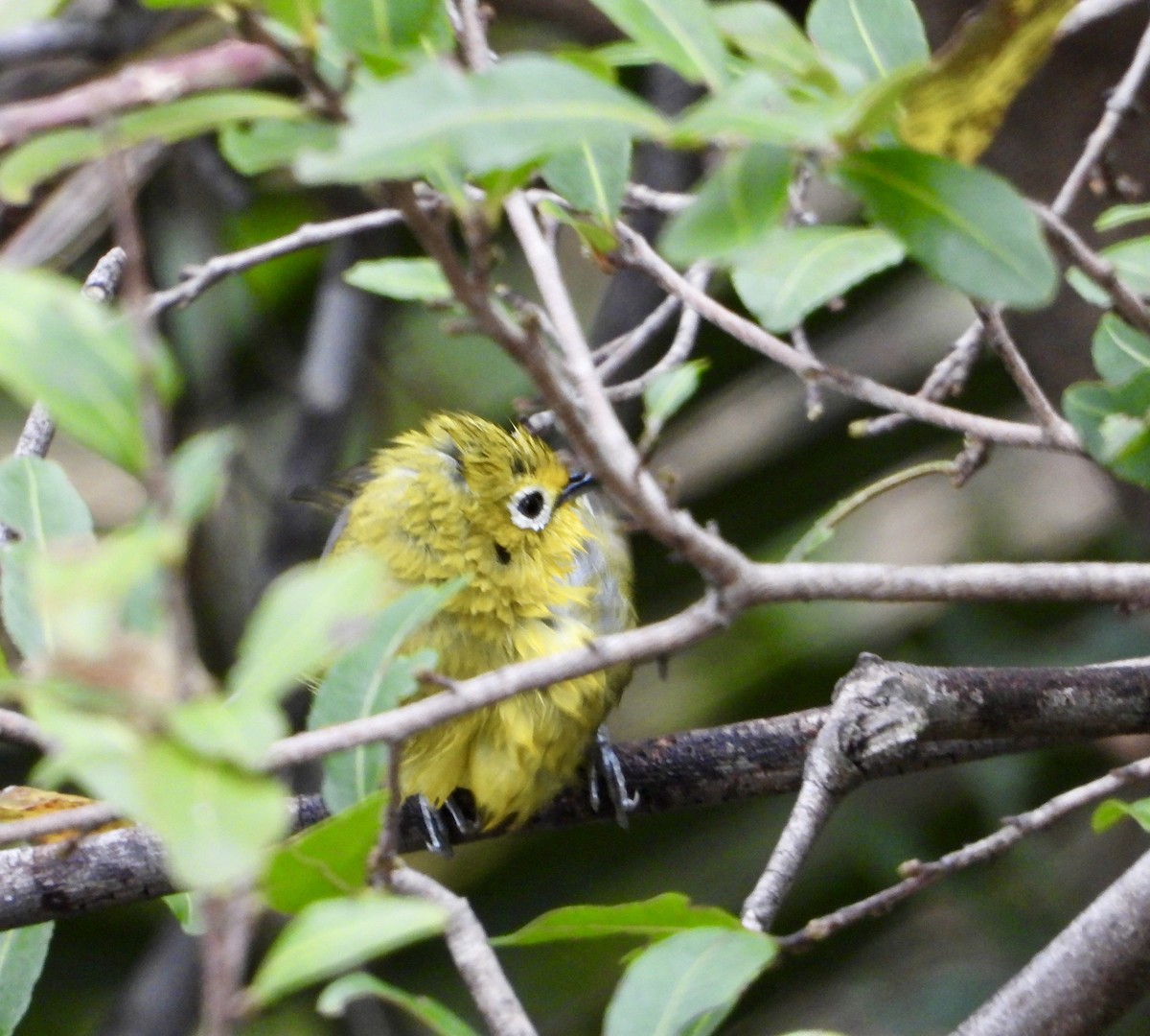 Southern Yellow White-eye - ML637971437
