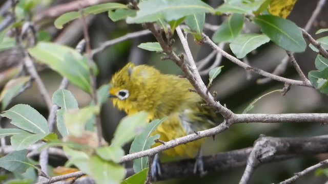 Southern Yellow White-eye - ML637971438