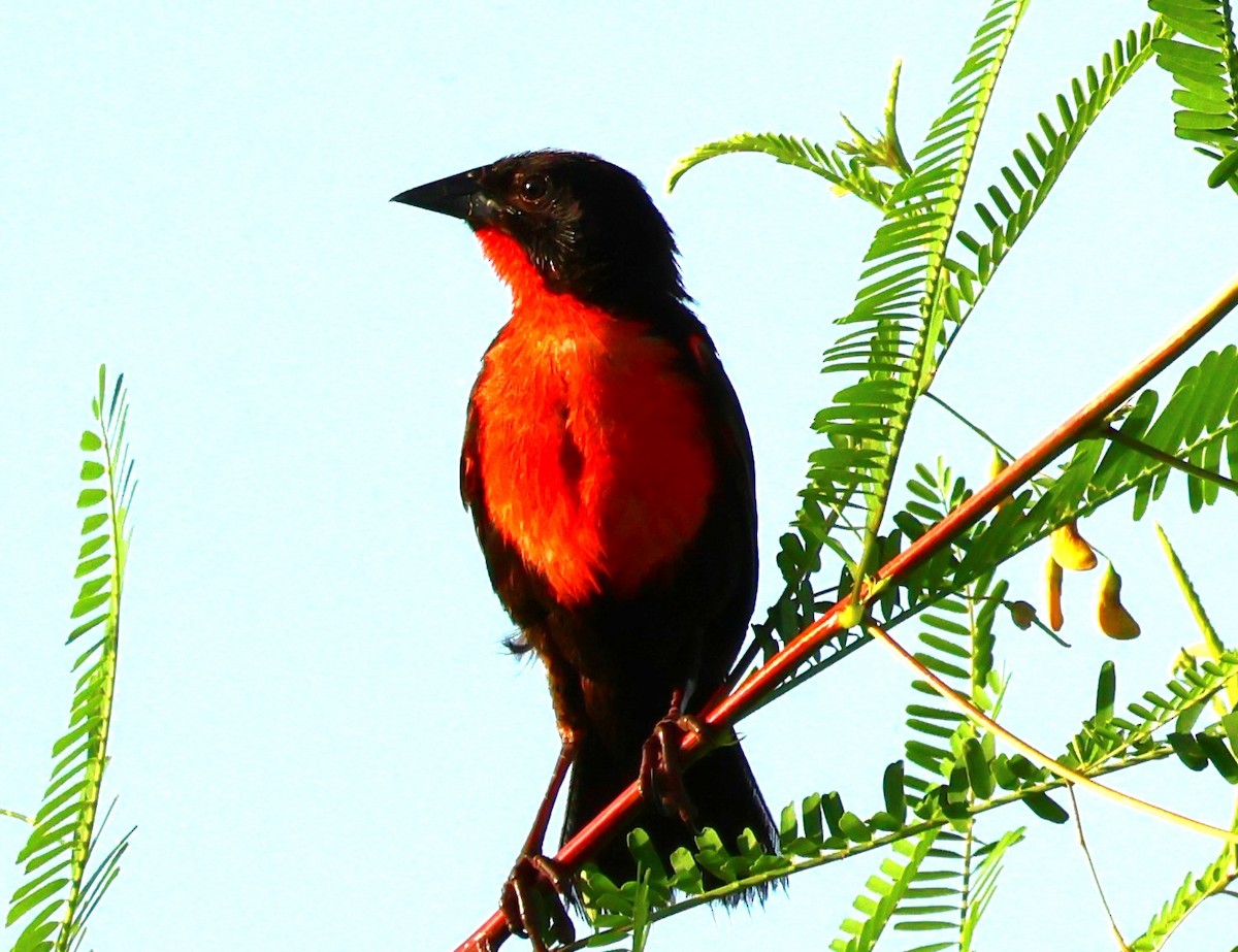 Red-breasted Meadowlark - ML637971441