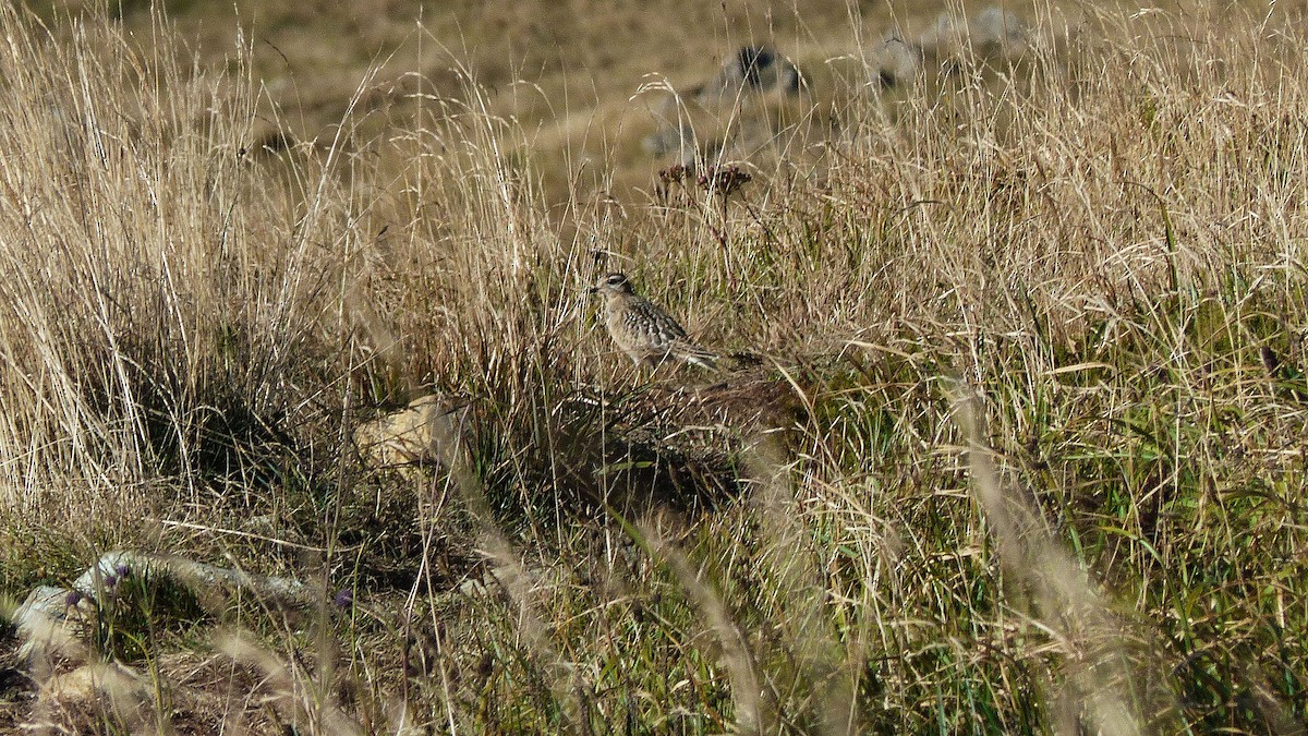 Eurasian Dotterel - ML637971468