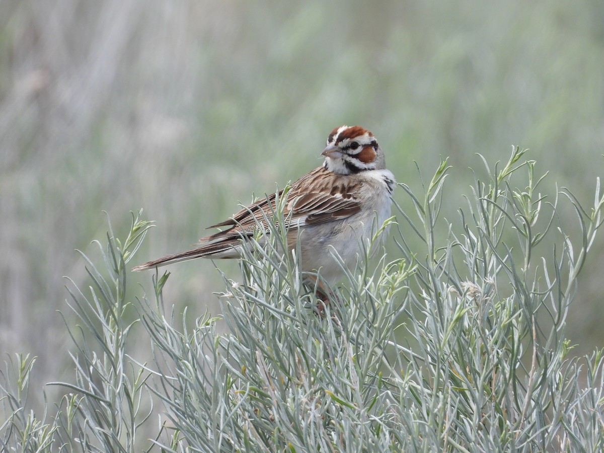 Lark Sparrow - ML637971490