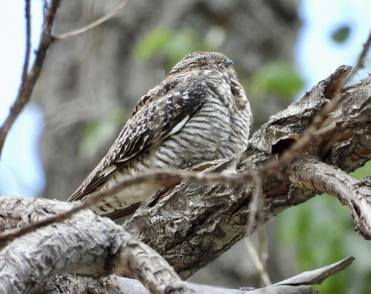 Common Nighthawk - ML637971550