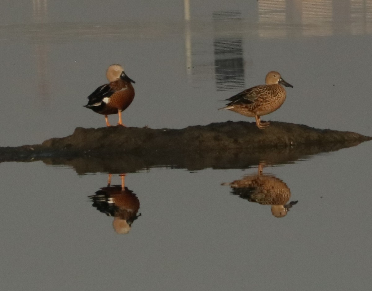 Red Shoveler - ML637971577