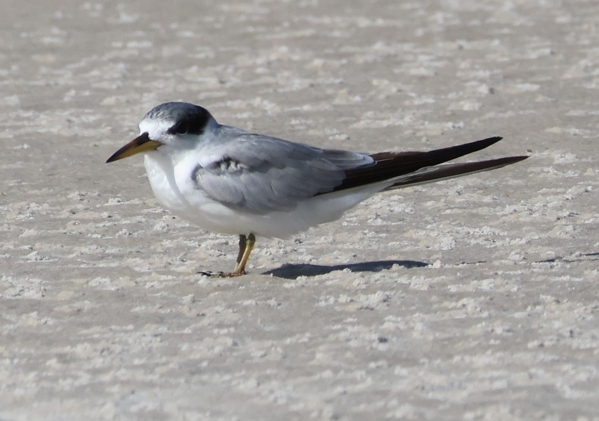 Yellow-billed Tern - ML637971582