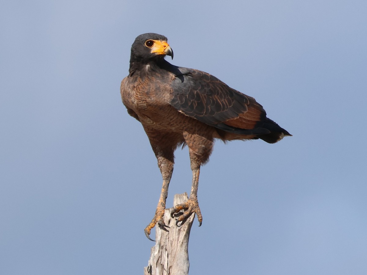 Rufous Crab Hawk - ML637971620