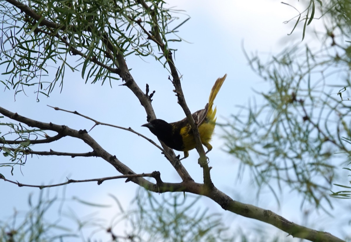 Scott's Oriole - ML637971622