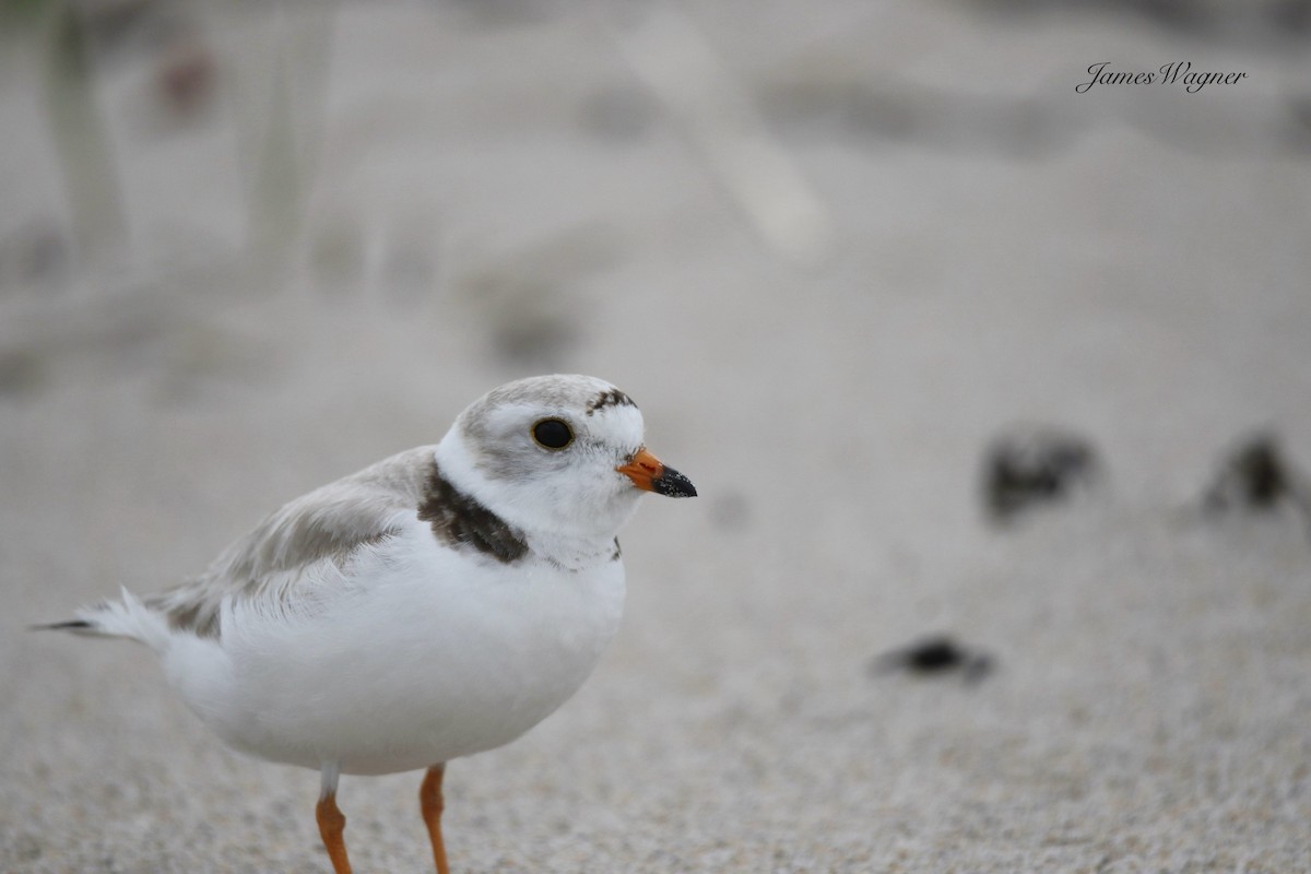 Piping Plover - ML637971633