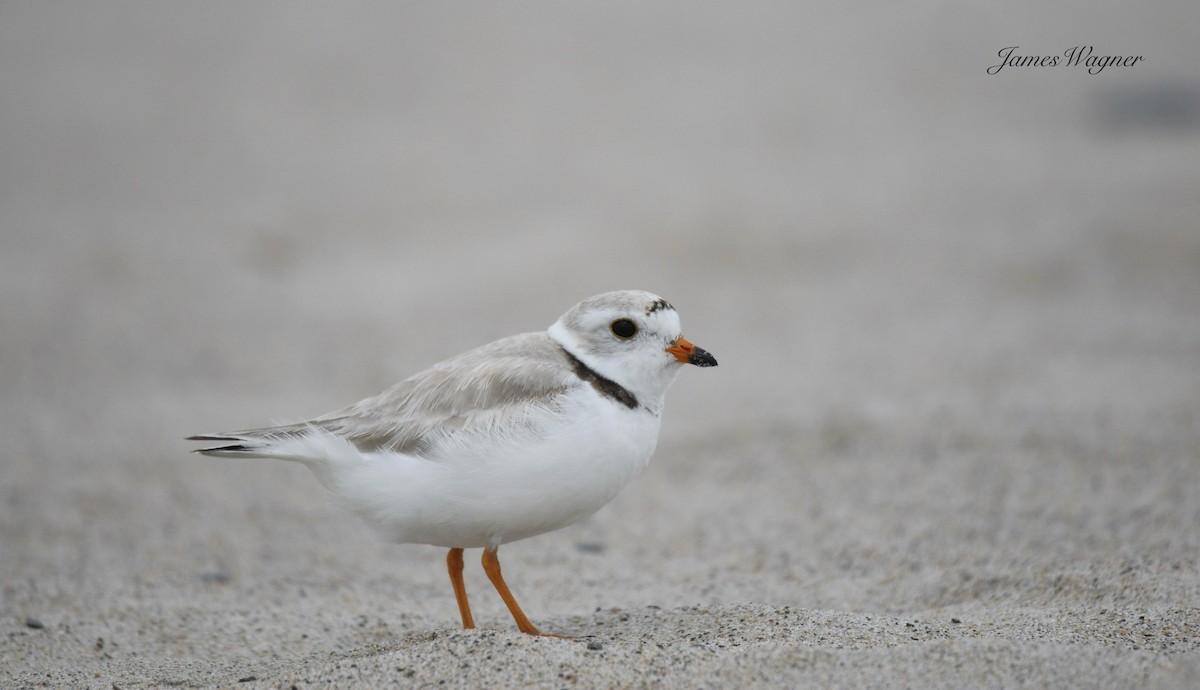 Piping Plover - ML637971634