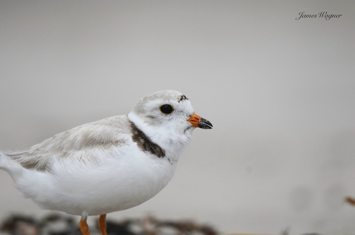 Piping Plover - ML637971636