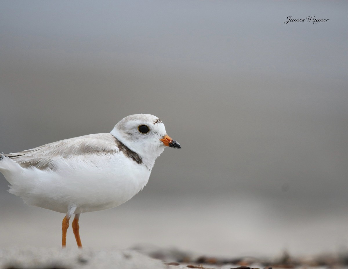 Piping Plover - ML637971637