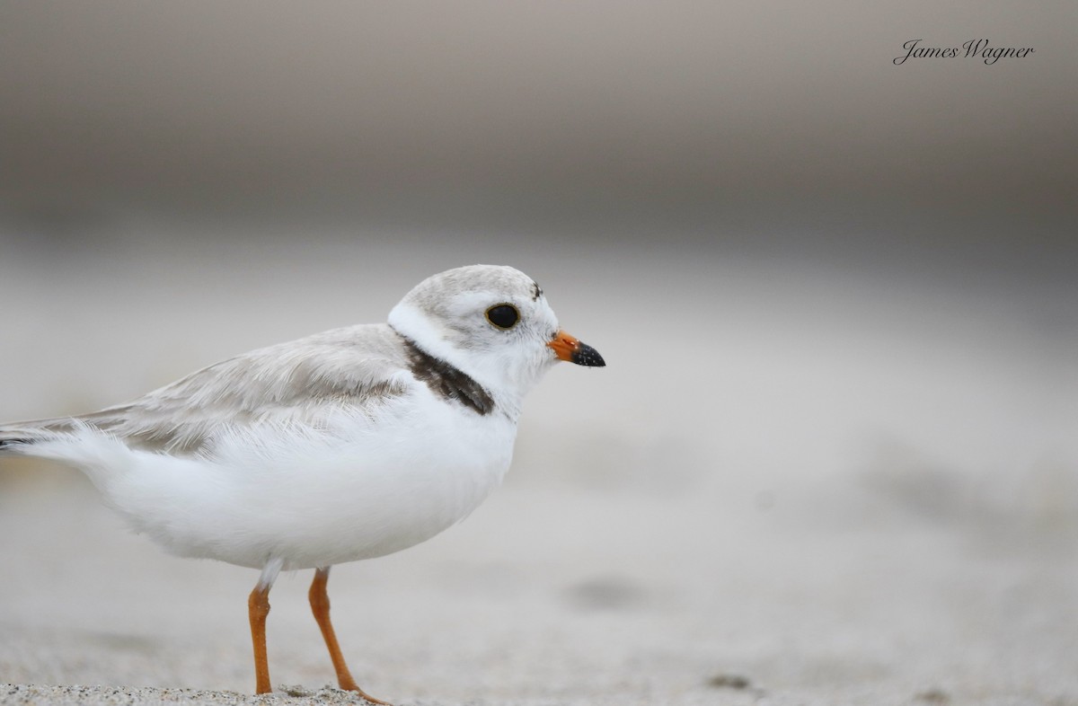 Piping Plover - ML637971638