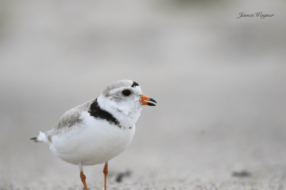 Piping Plover - ML637971639