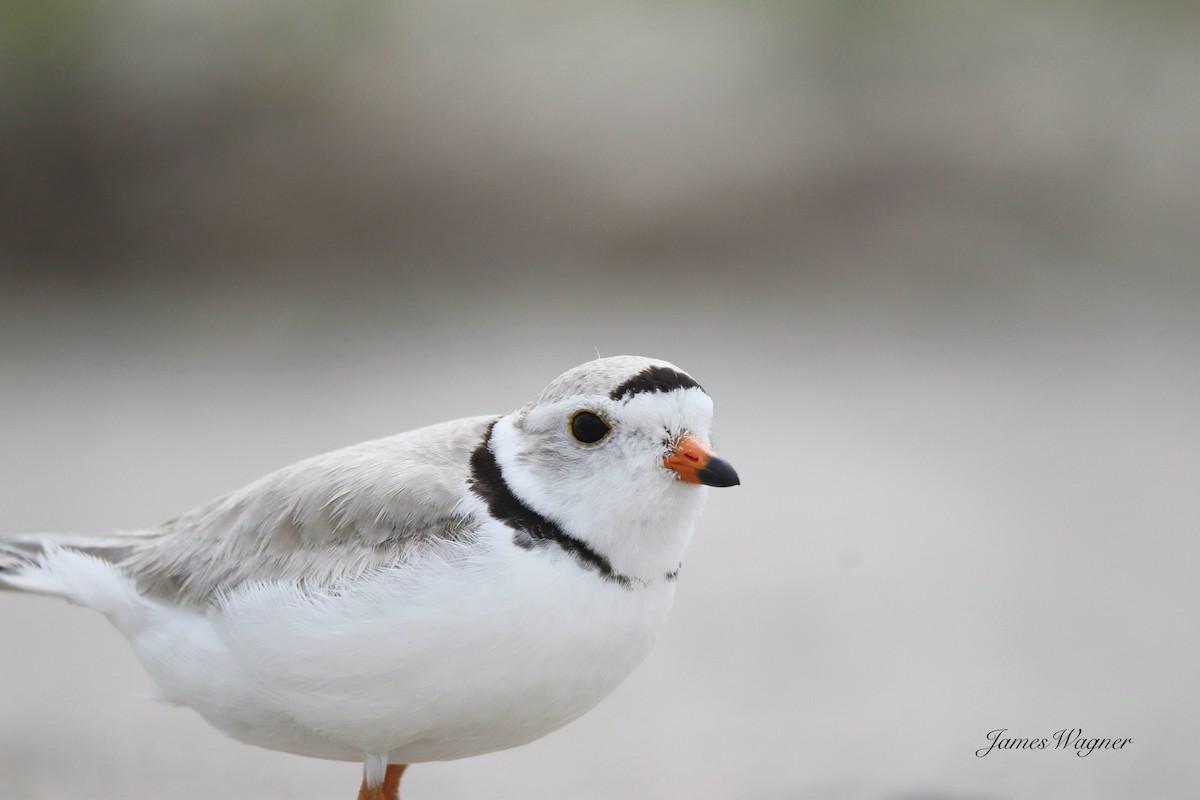 Piping Plover - ML637971640