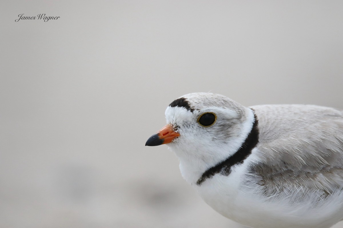 Piping Plover - ML637971641