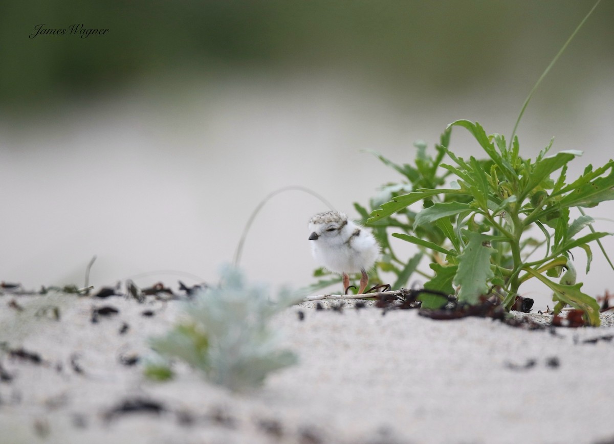 Piping Plover - ML637971642