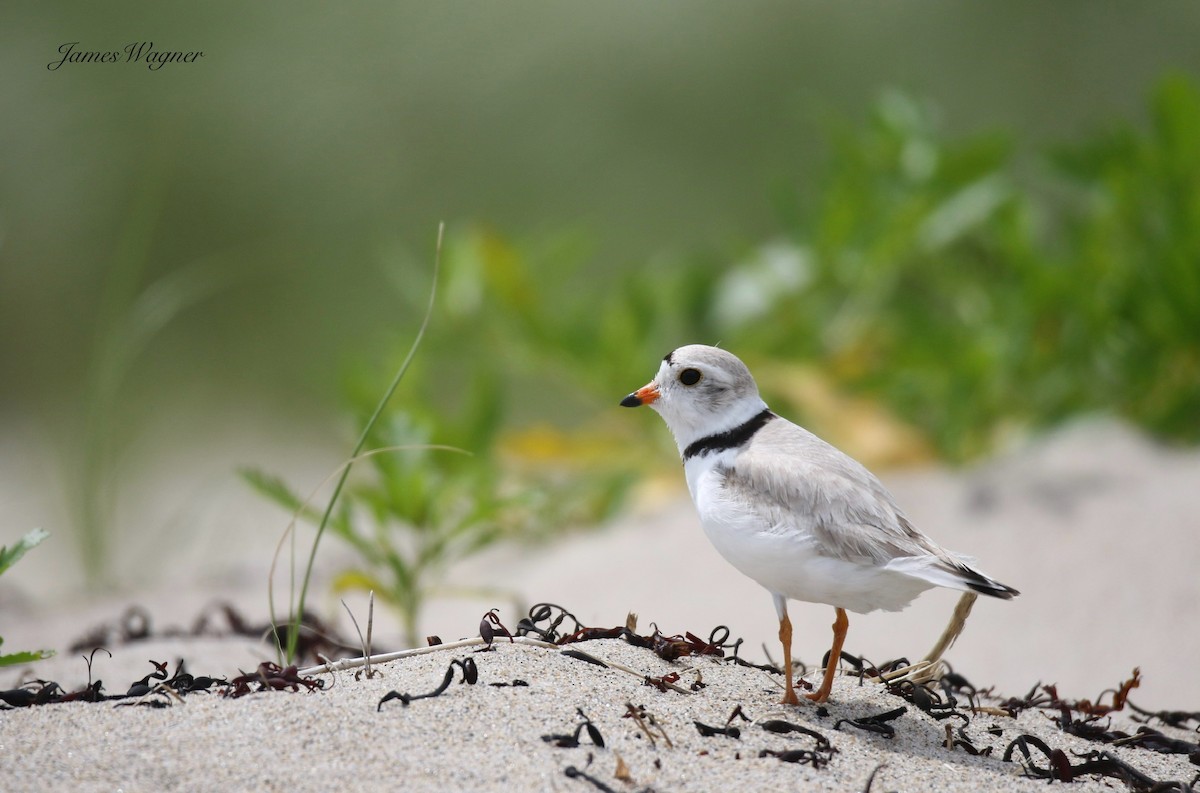 Piping Plover - ML637971644