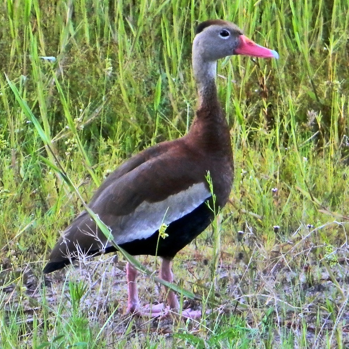 Black-bellied Whistling-Duck - ML637971705