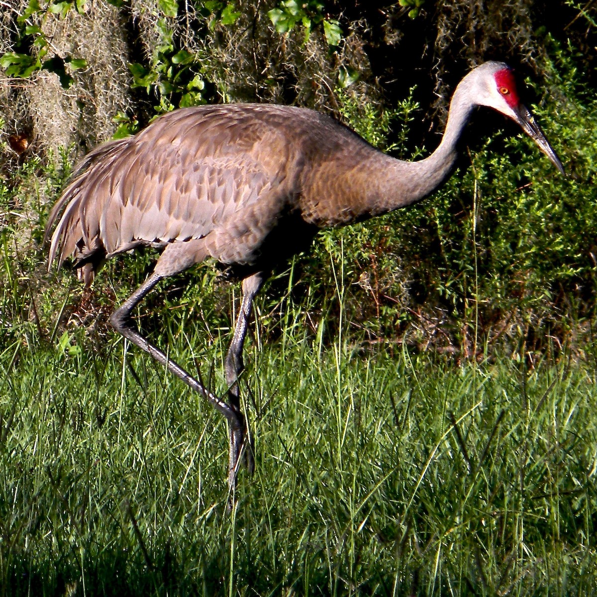 Sandhill Crane - ML637971713