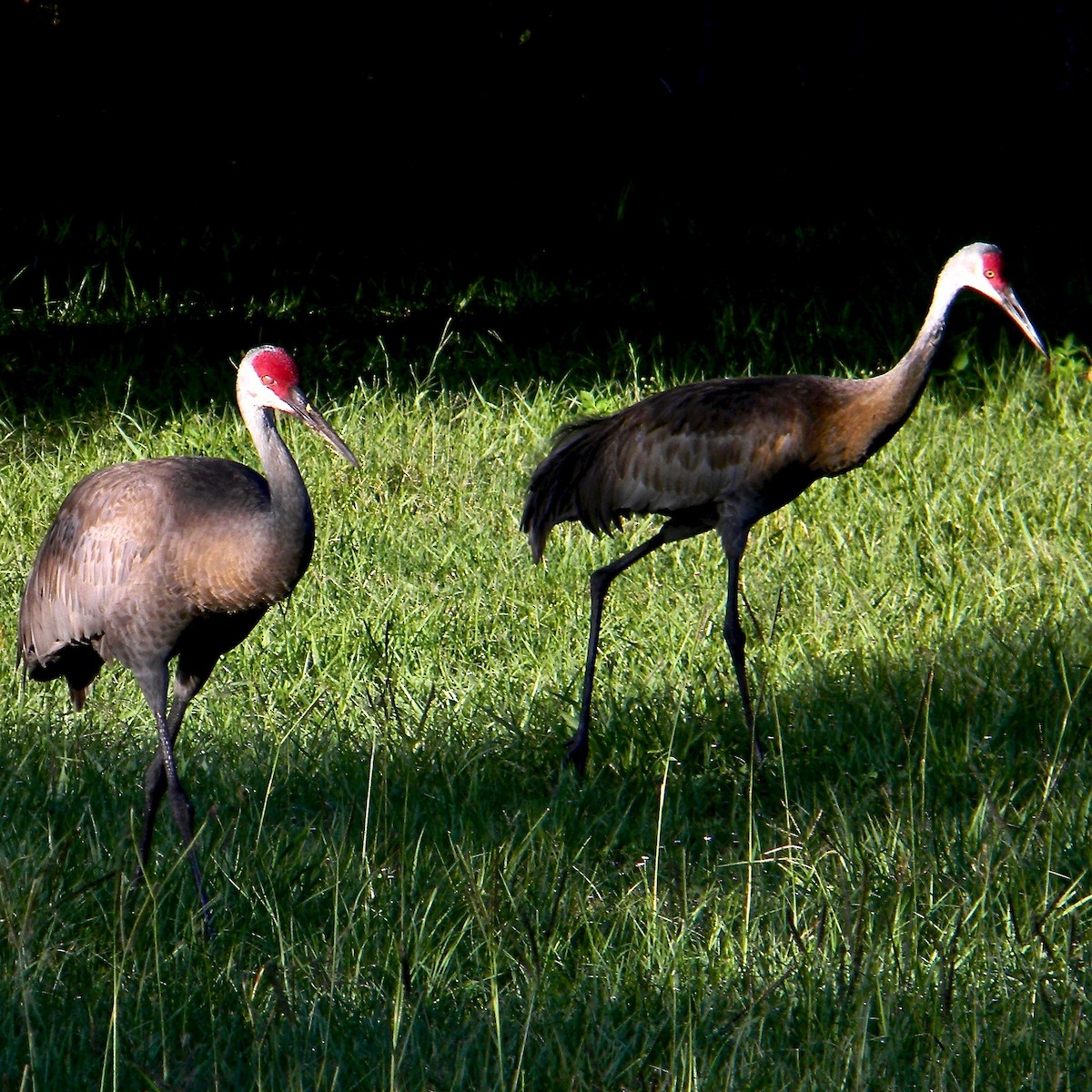 Sandhill Crane - ML637971716