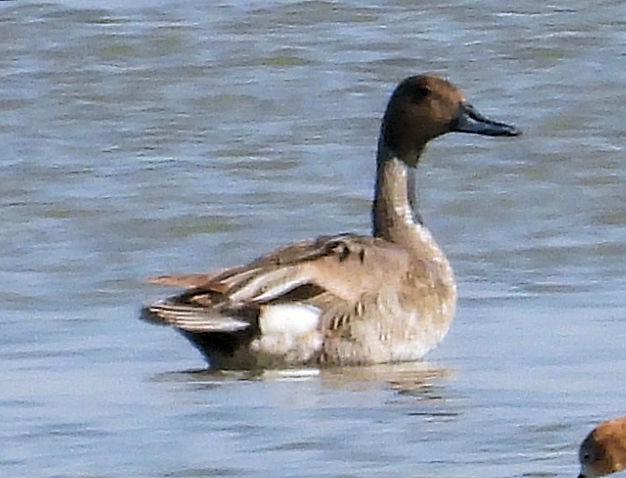 Northern Pintail - ML637971719
