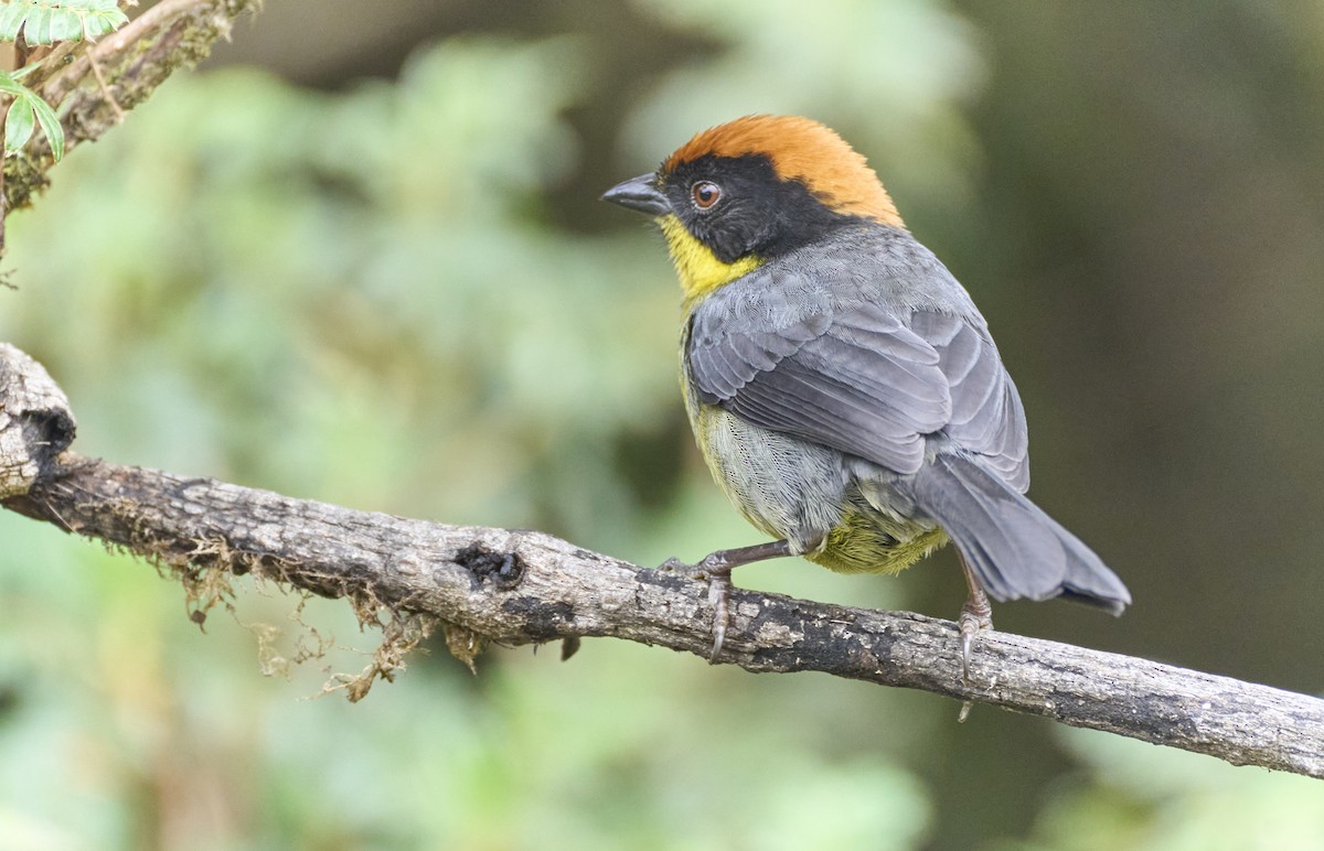 Yellow-breasted Brushfinch (Yellow-breasted) - ML637971726