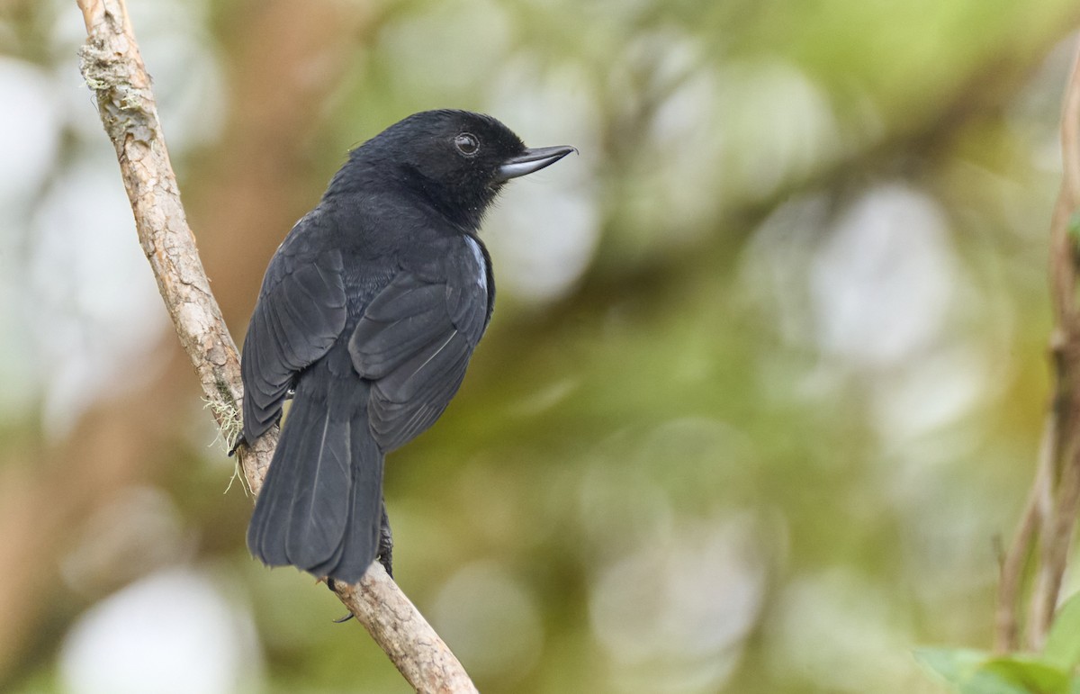 Glossy Flowerpiercer - ML637971730