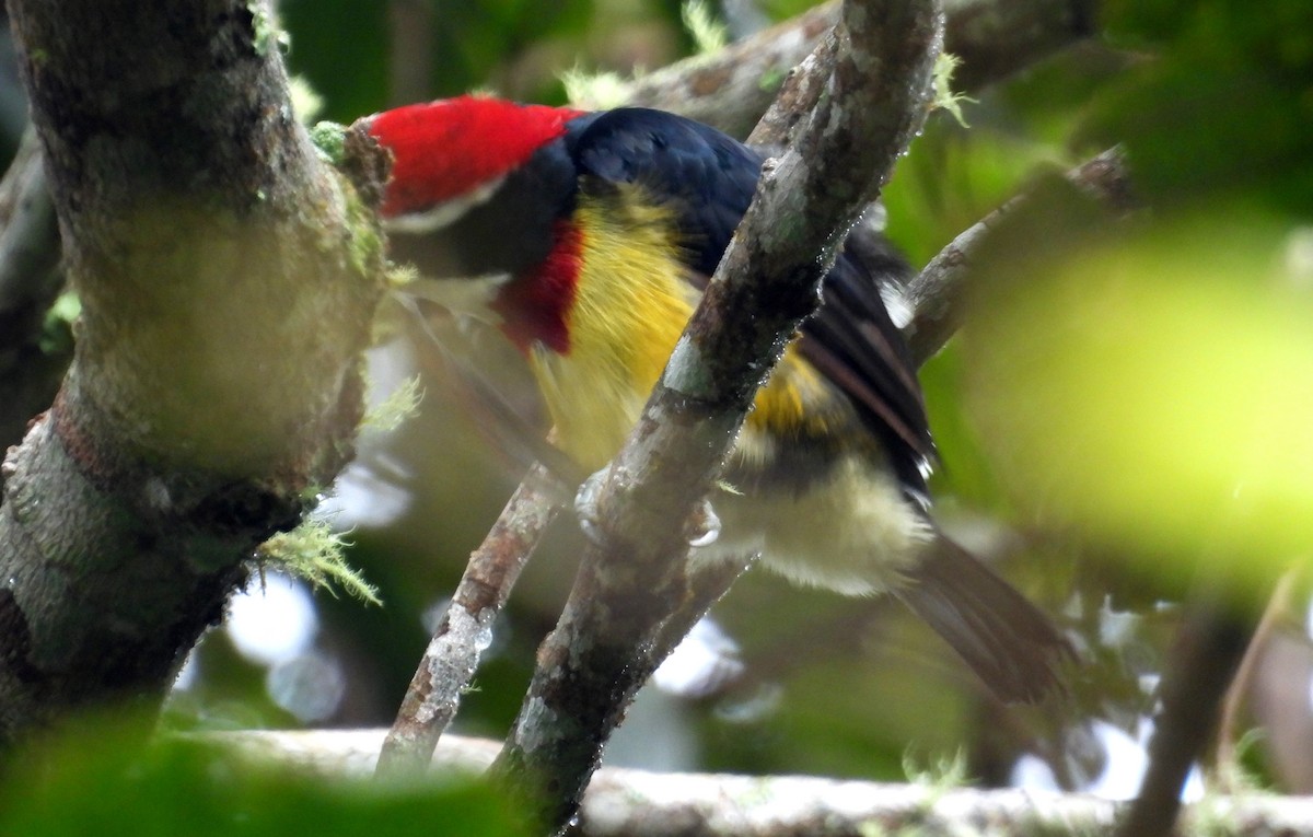Scarlet-banded Barbet - ML637971833