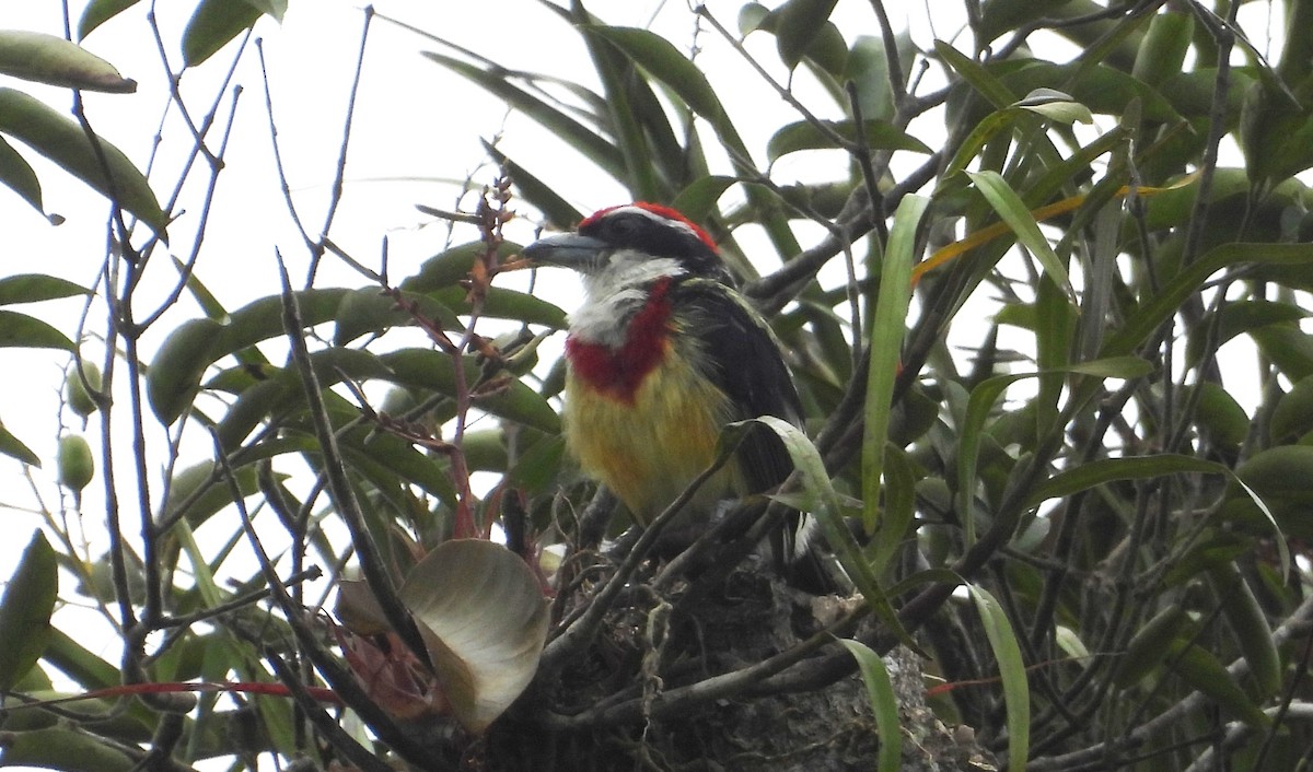 Scarlet-banded Barbet - ML637971837