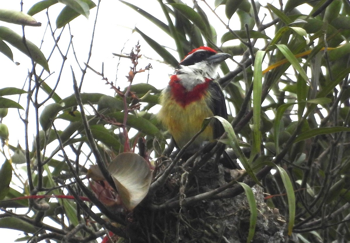 Scarlet-banded Barbet - ML637971838