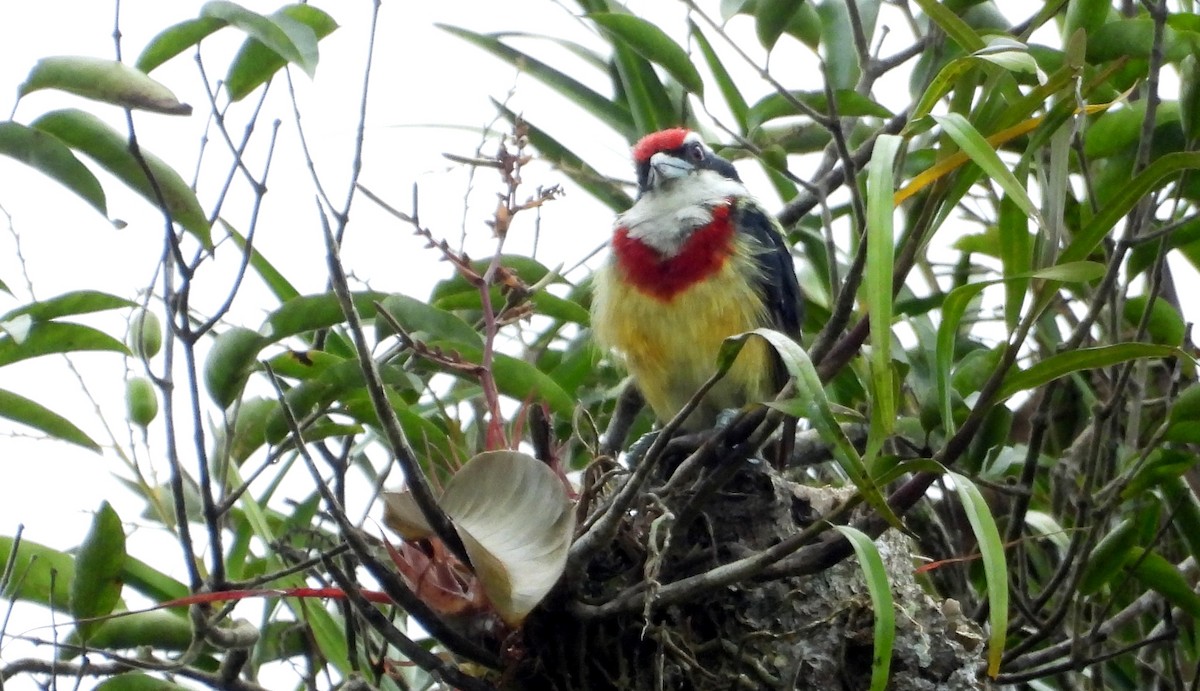 Scarlet-banded Barbet - ML637971839