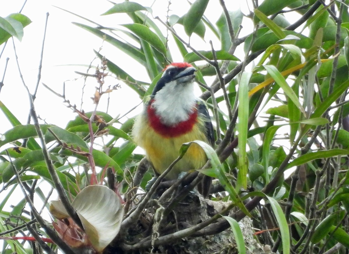 Scarlet-banded Barbet - ML637971840