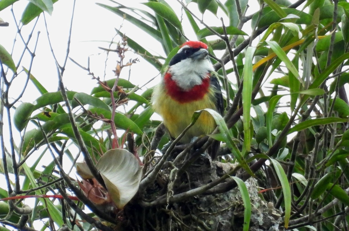 Scarlet-banded Barbet - ML637971841