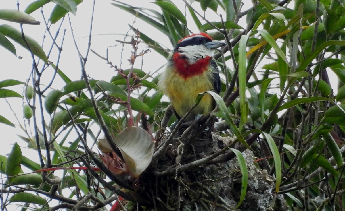 Scarlet-banded Barbet - ML637971842
