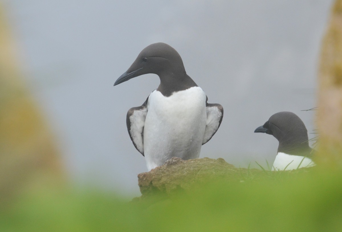 Common Murre - ML637971845