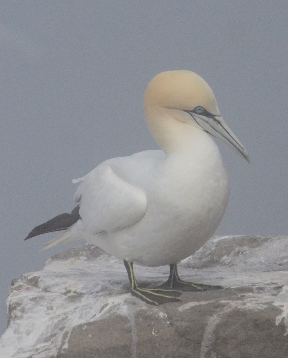 Northern Gannet - ML637971857