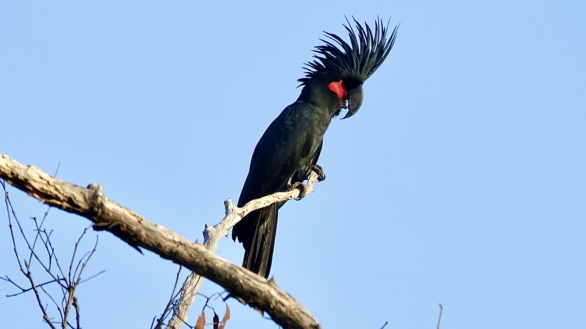 Palm Cockatoo - ML637971877