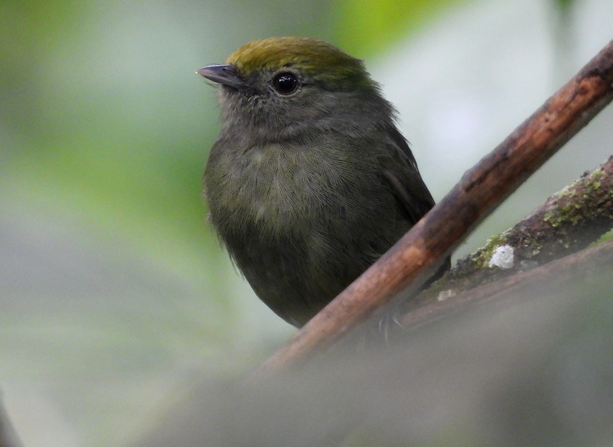 blågumpmanakin - ML637971882