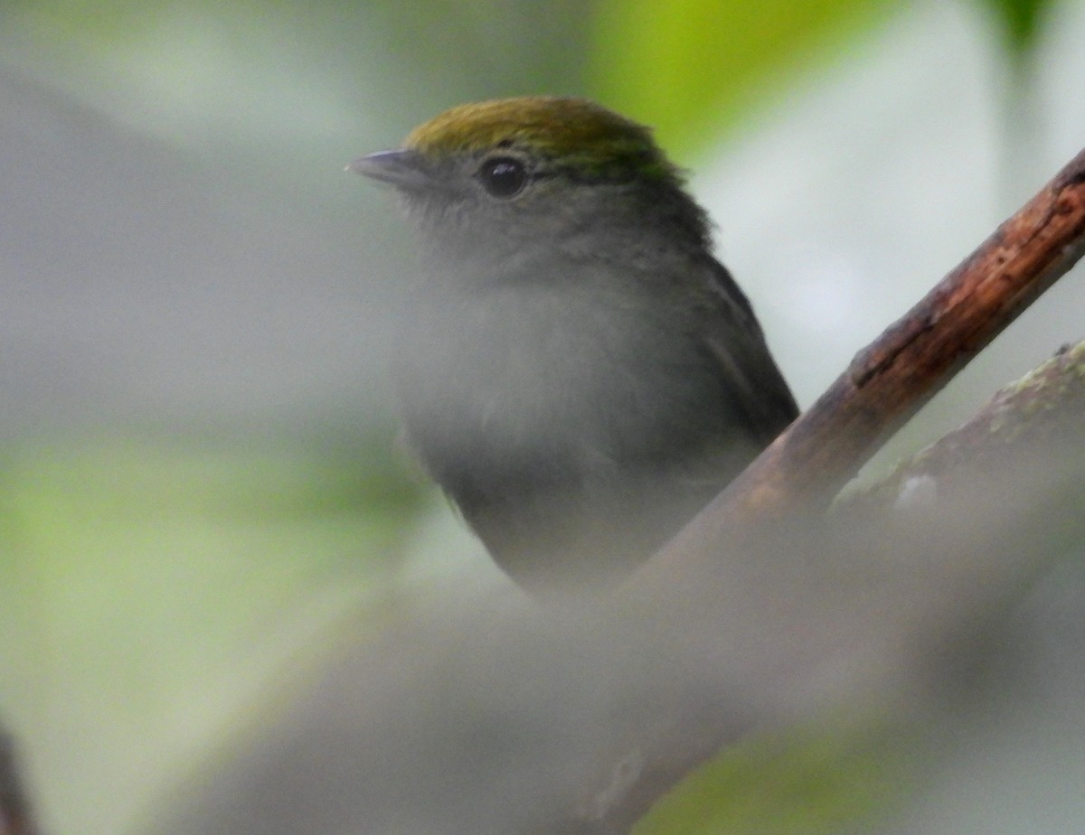 blågumpmanakin - ML637971883