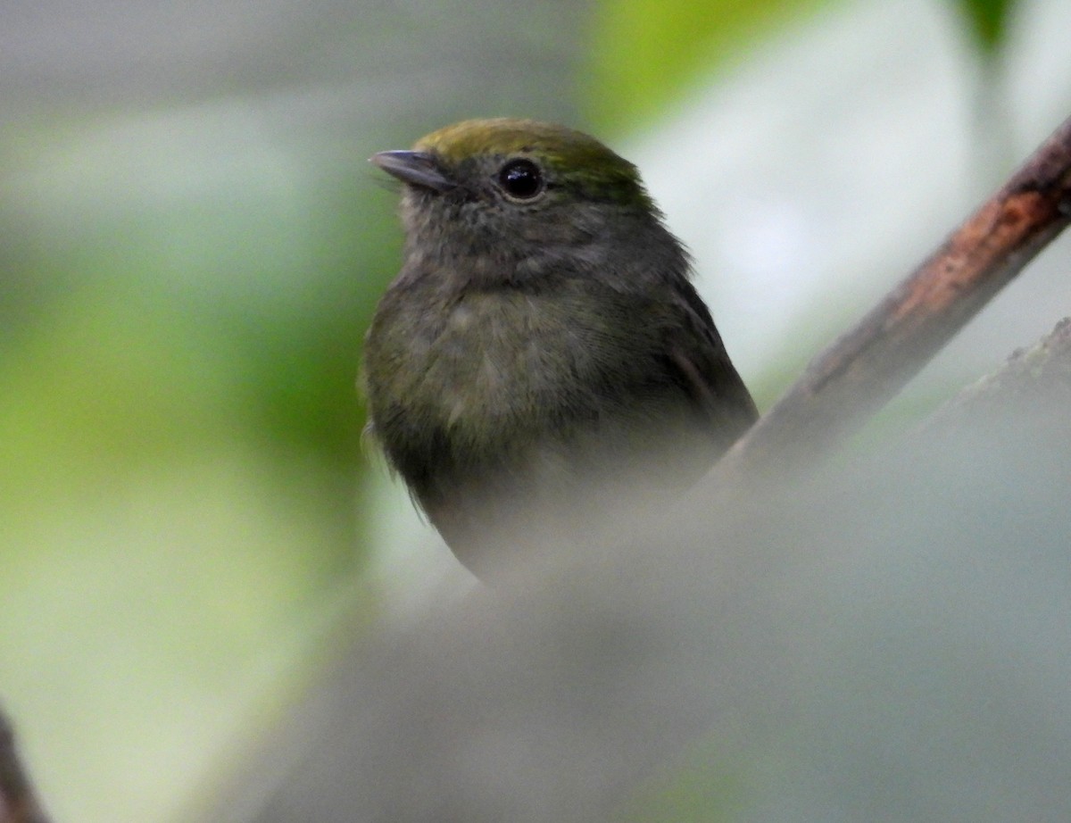 blågumpmanakin - ML637971884