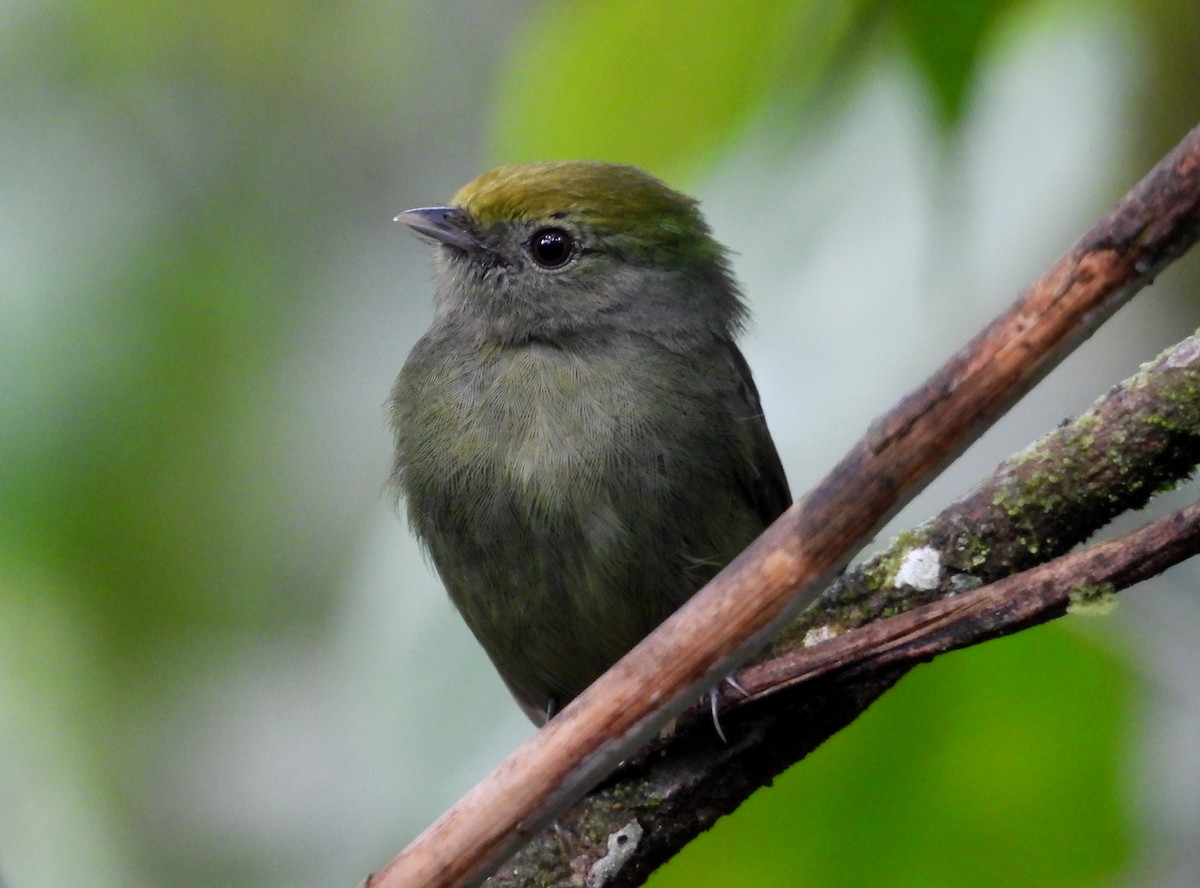 blågumpmanakin - ML637971885