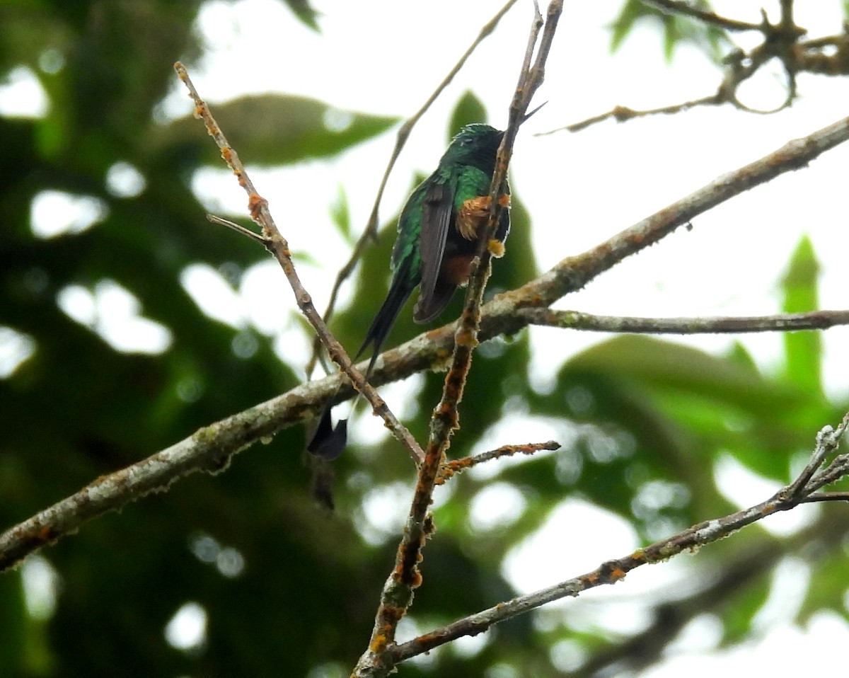 Peruvian Racket-tail - ML637971904