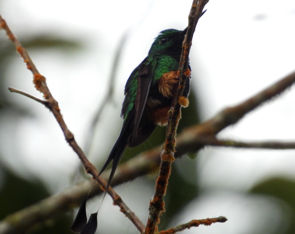 Peruvian Racket-tail - ML637971905