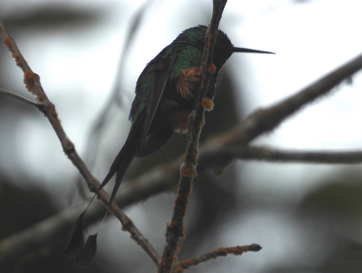 Peruvian Racket-tail - ML637971906
