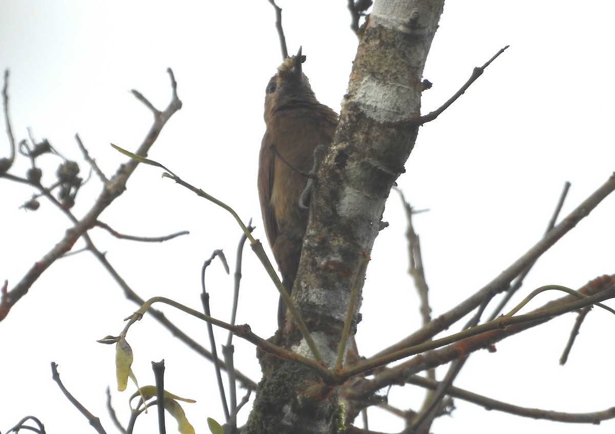 Smoky-brown Woodpecker - ML637971910